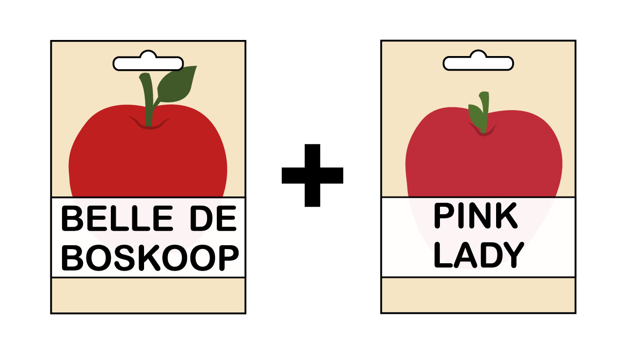 How to Grow an Apple Tree from a Seed