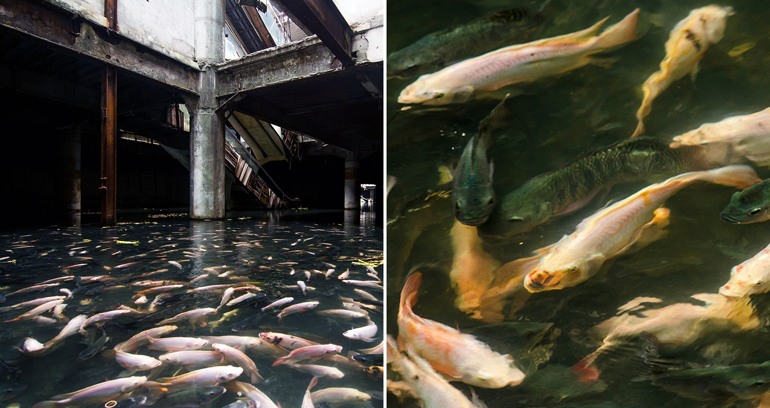 This Abandoned Shopping Mall In Bangkok Has Been Taken Over By Fish